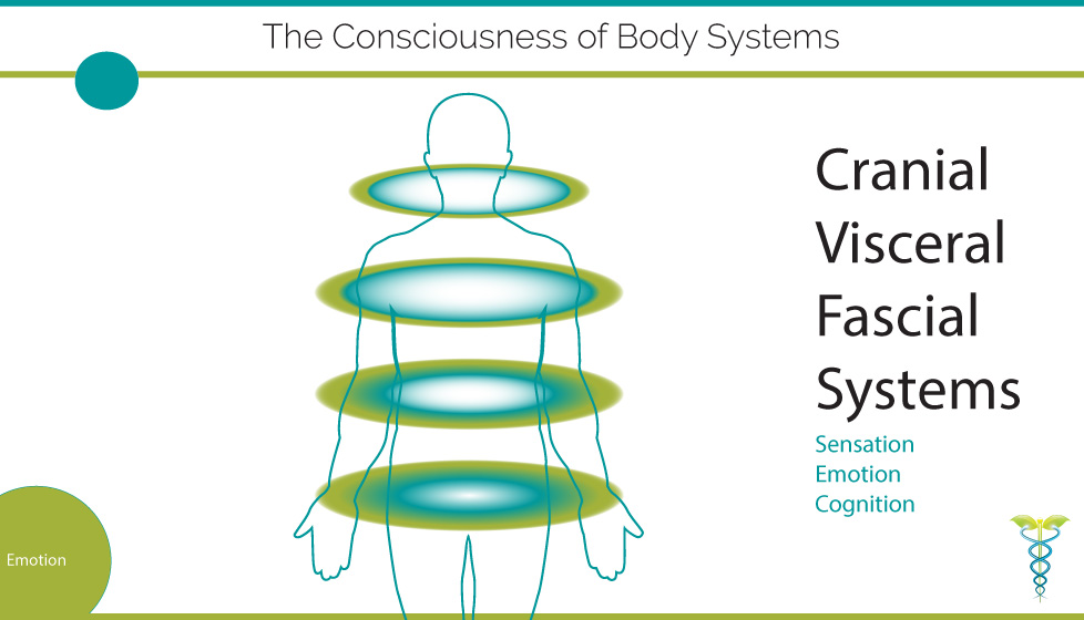 the-consciousness-of-body-systems-eight-elements-west